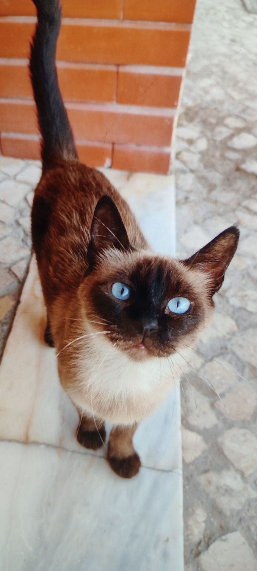 Adoção gata siamesa novinha