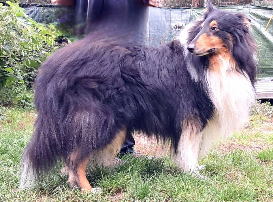 Szczeniaczek Owczarek Szkocki Collie