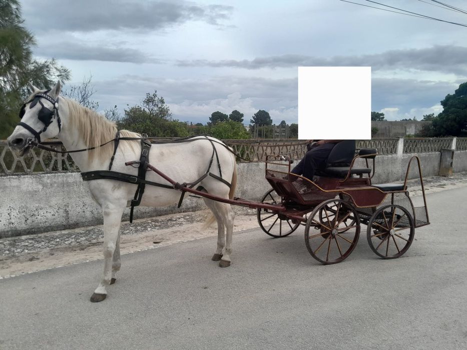 Cavalo ferro rio frio com maratona