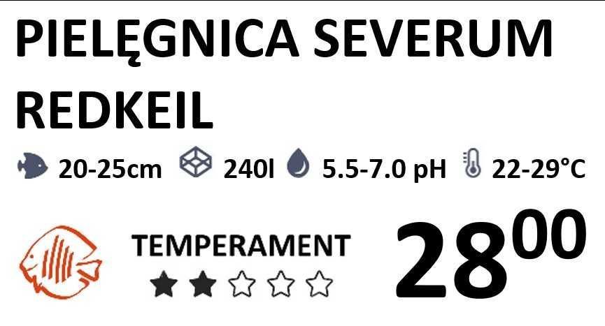 Pielęgnica Severum Rotkail - SKALMAR Sklep Akwarysty