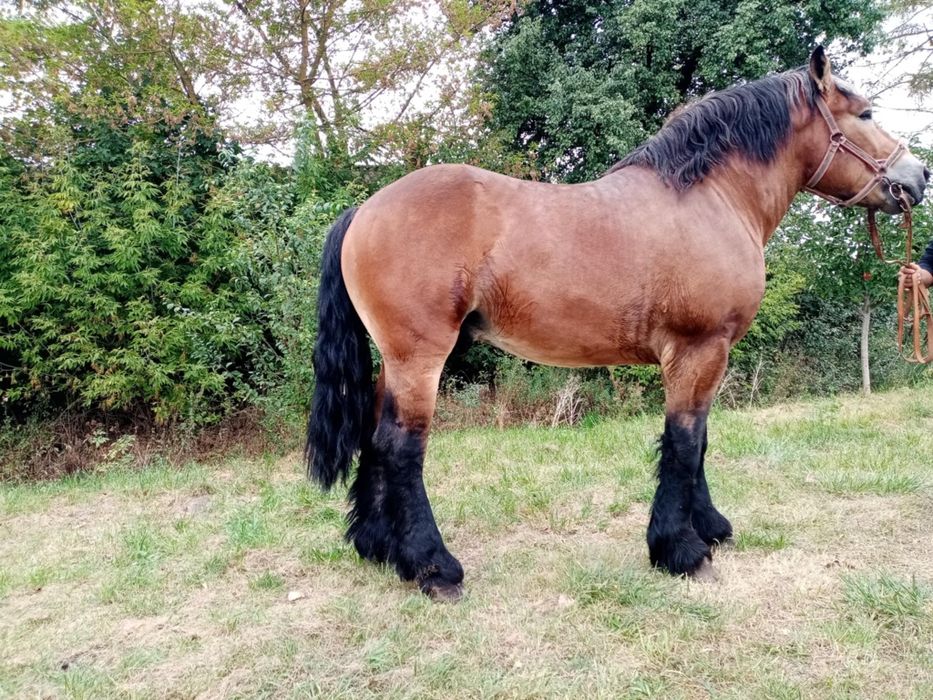 Ogier zimnokrwisty  sztumski