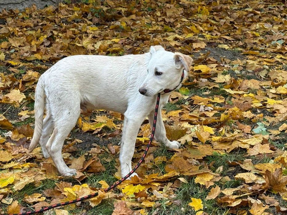 Młody biszkoptowy psiak do pokochania