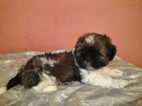 Szczeniak Shih-tzu