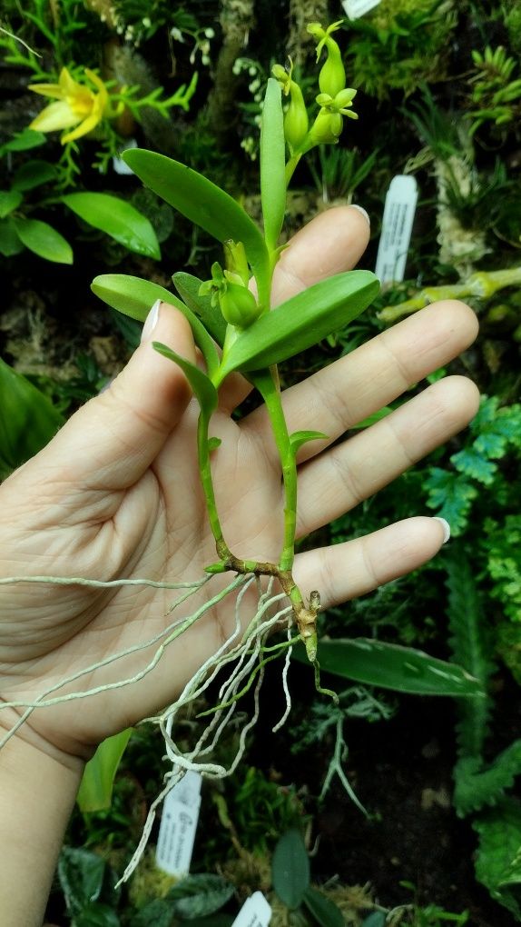 Мініатюрна орхідея Еpidendrum repens
