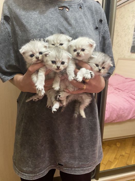 Шотландські котики