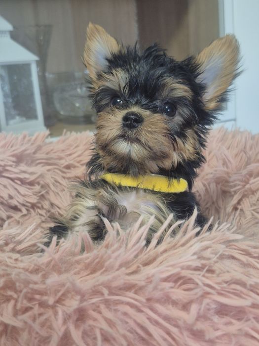 Yorkschire Terrier