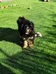 Black&tan pudel TOY Phantom pies UCI/FCI championi