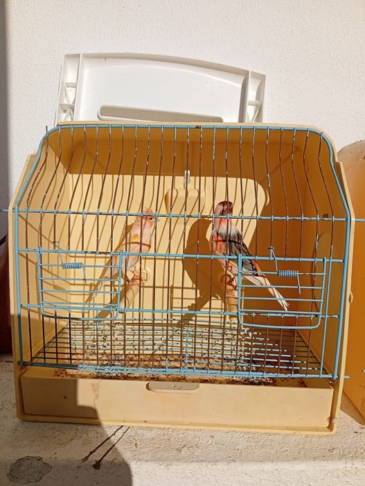 Arlequim português venda/troca