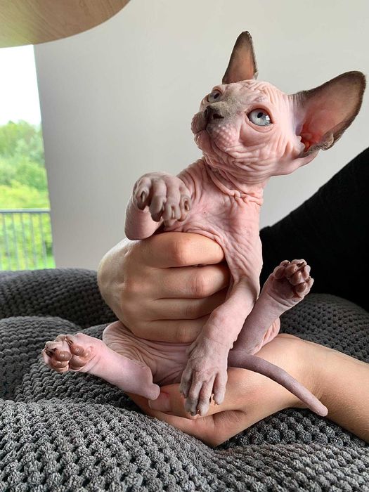 Милая, нежная голубая девочка канадский сфинкс.