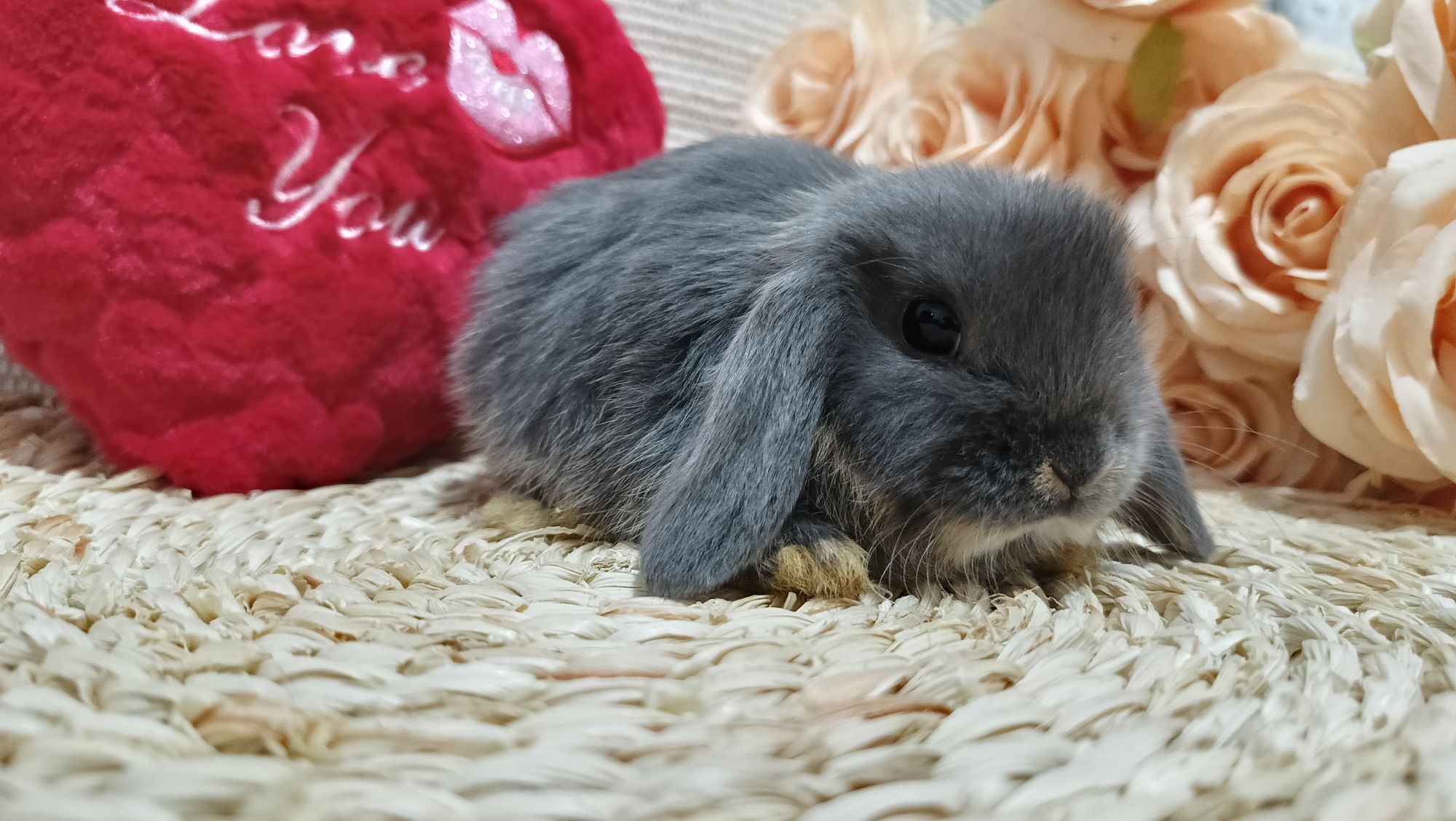 Mini lop króliki karzełek miniaturka baranek hodowla