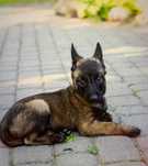 Owczarek belgijski Malinois z rodowodem