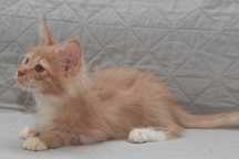 Maine Coon kremowy z białym kocurek Jeremi Nannarella*PL