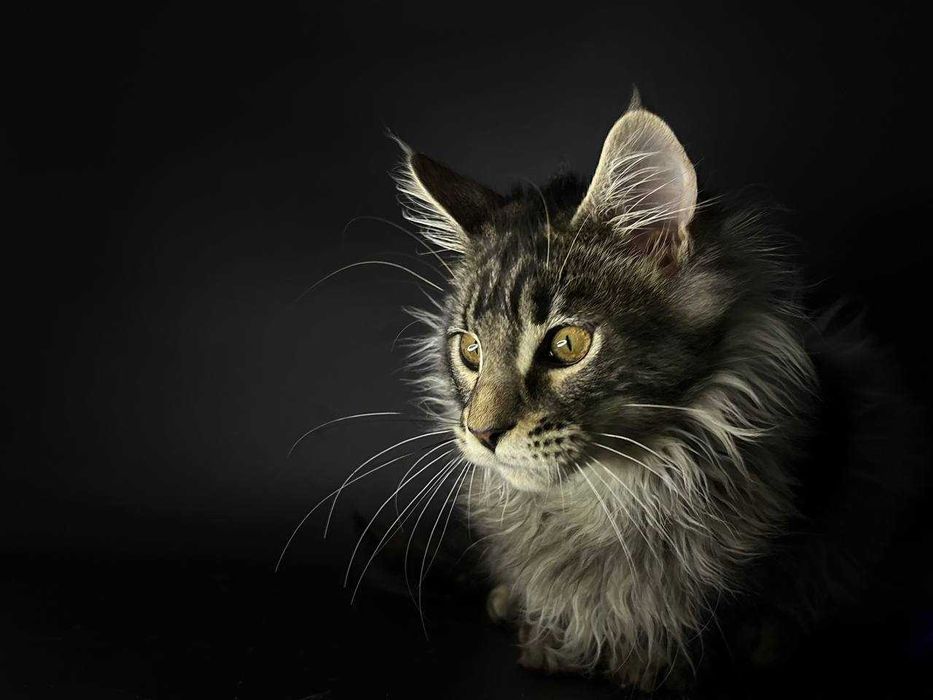 Сріблястий мейн-кун котик зі всіма документами WCF Ген тести батьків