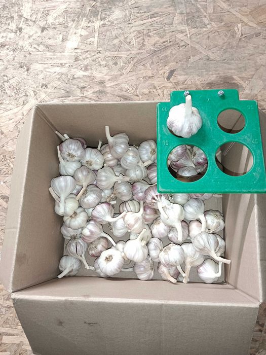 Czosnek Harnaś 80 sztuk 4,0 cm przesyłka OLX Tanio!