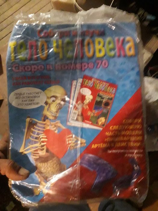 Скелет Артём тело человека