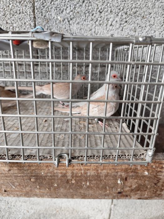 ROLAS Damantes Bejes