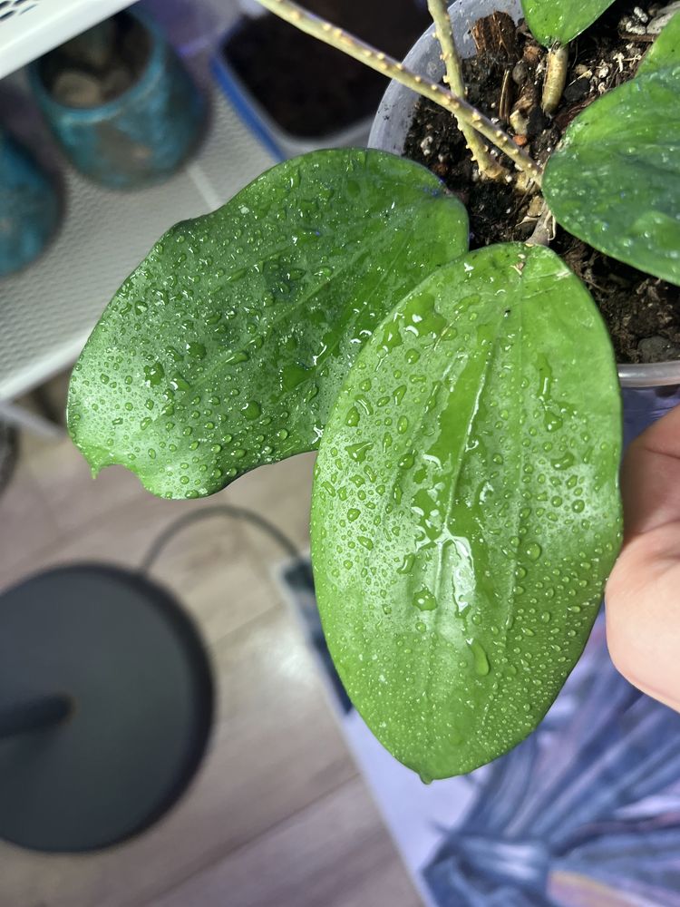 Hoya sp. north of thailand EPC 148