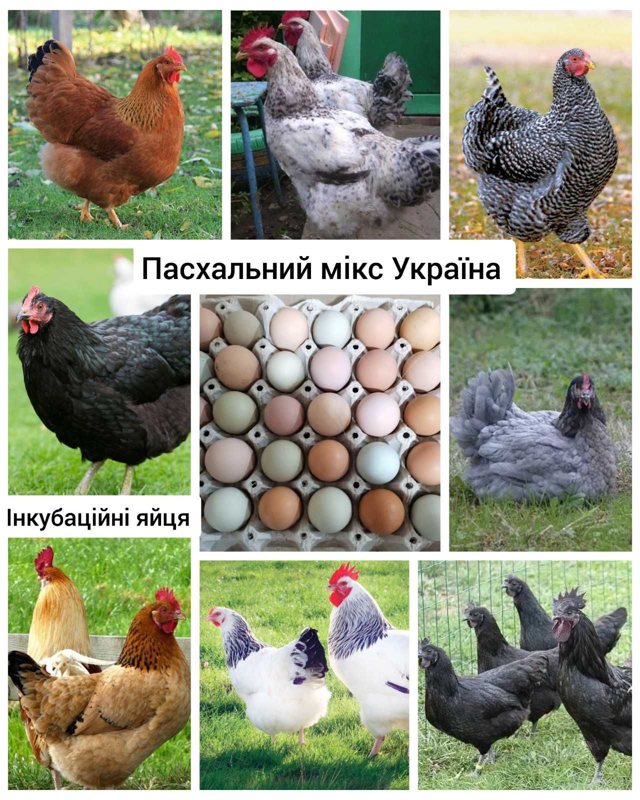 Яєчний мікс пасхальні