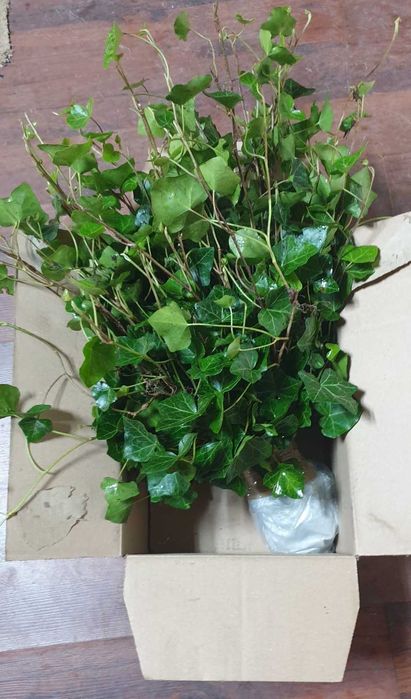 Bluszcz zimozielony -20 szt sadzonki -wysył