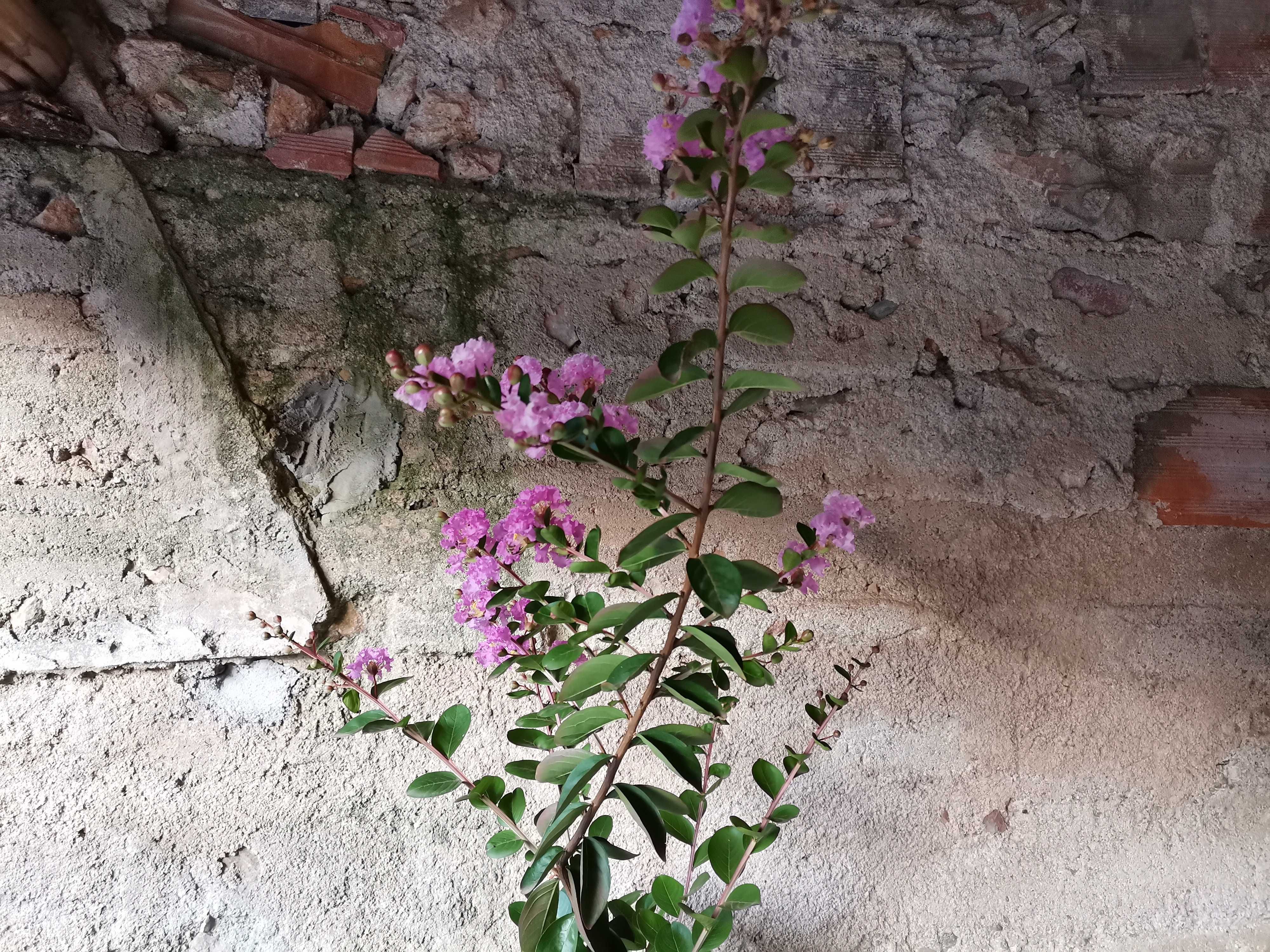 Pré-Bonsai de "Lagerstroemia Indica" *2  - *VENDA URGENTE (DESOCUPAR)*