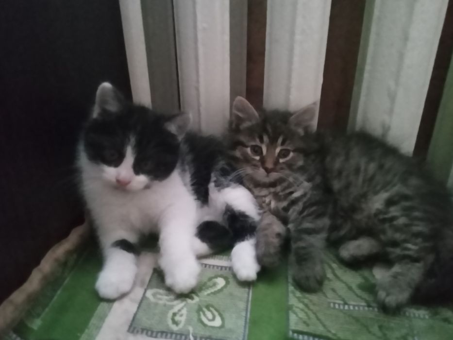 Кошенята в добрі руки