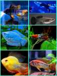 Aquasousa.com - Tetras, Guppys, Corydoras, Neons e muito muito mais...
