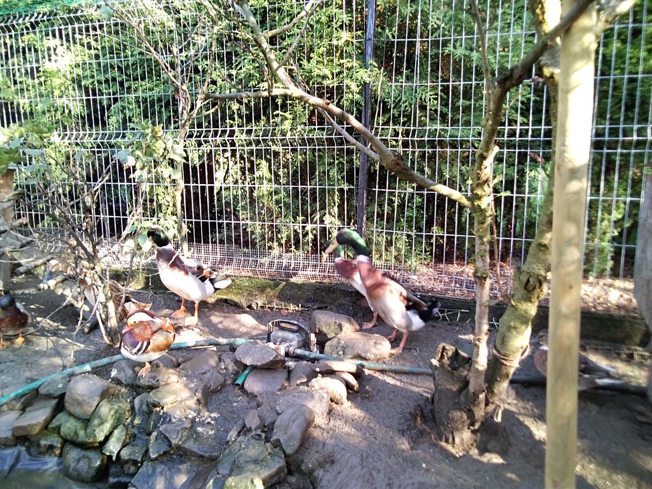 Kaczki miniatura kanadyjska, oraz kaczor mandarynki