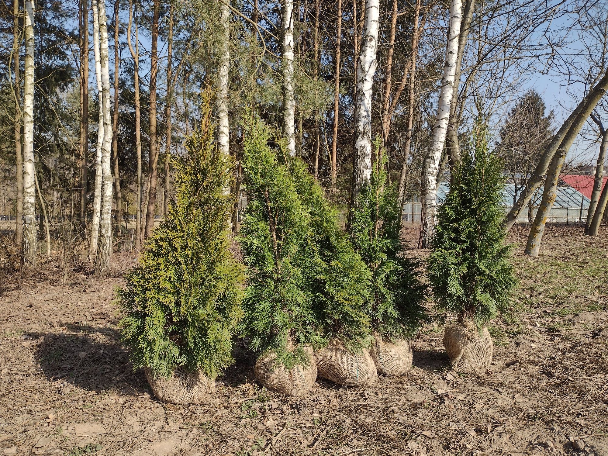 Tuja szmaragd Thuja smaragd tuje żywopłot