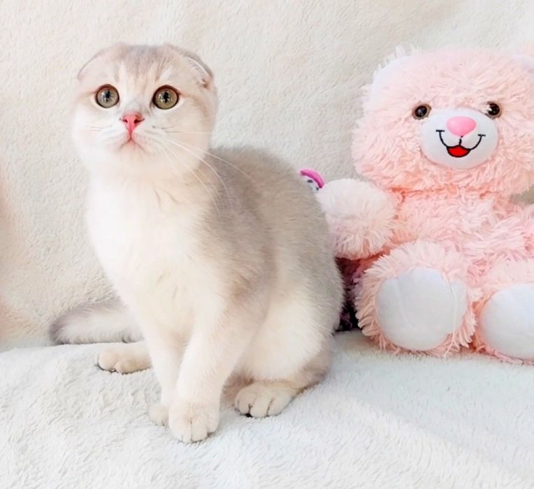 Шикарный висловухий котик