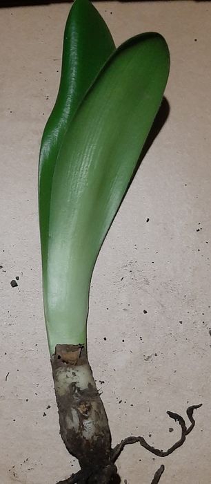 Гемантус або "оленячий язик"