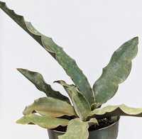 Sansevieria Superclone Super Clone sansewiera