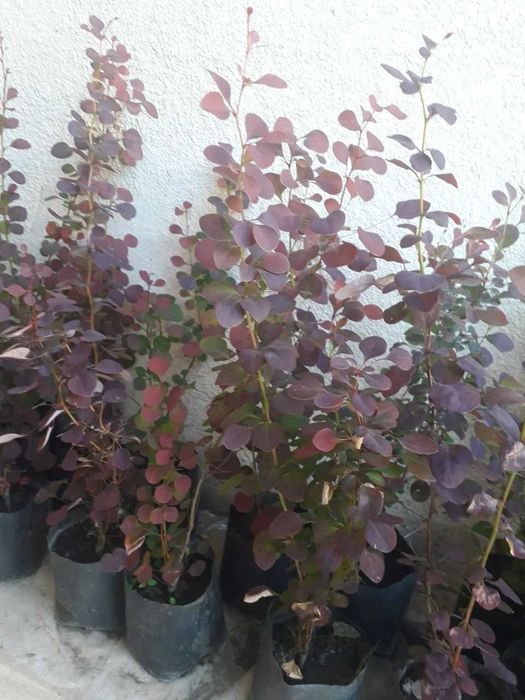 Барбарис декоративні кущі