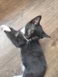 Kotek do adopcji