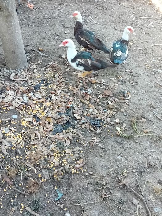Vndo patos mudos adultos