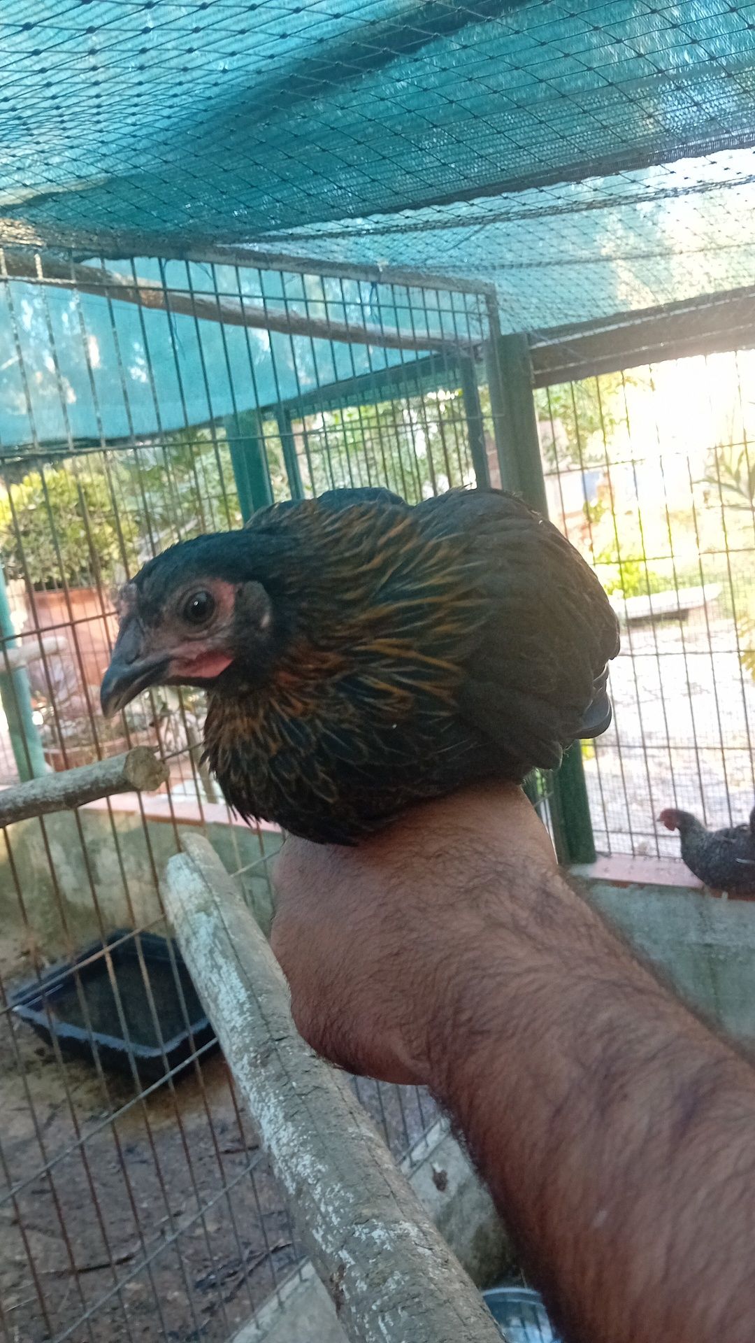 Vendo coquichas  novas