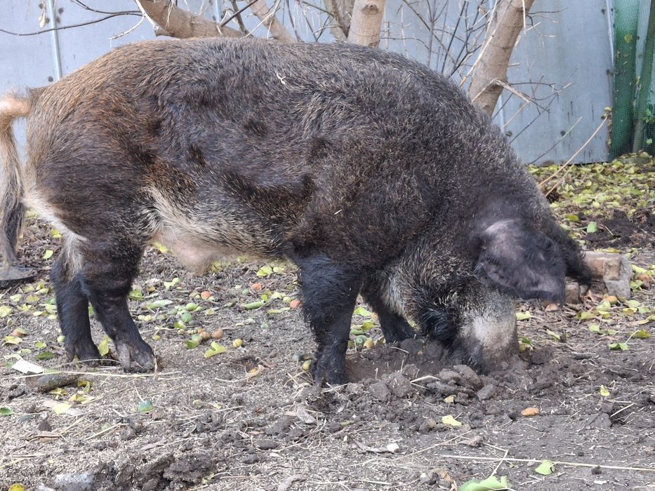 Продам Кнура на племя