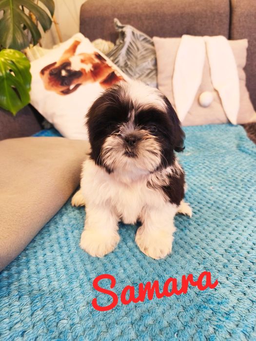 Shih Tzu - Samara piękna dziewczyna , wspaniały charakter.