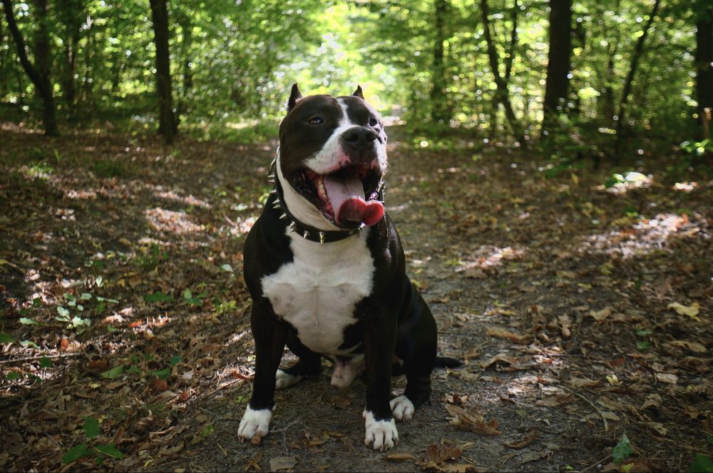 Чистокровний амстафф запрошує на в' язку АСТ стафф