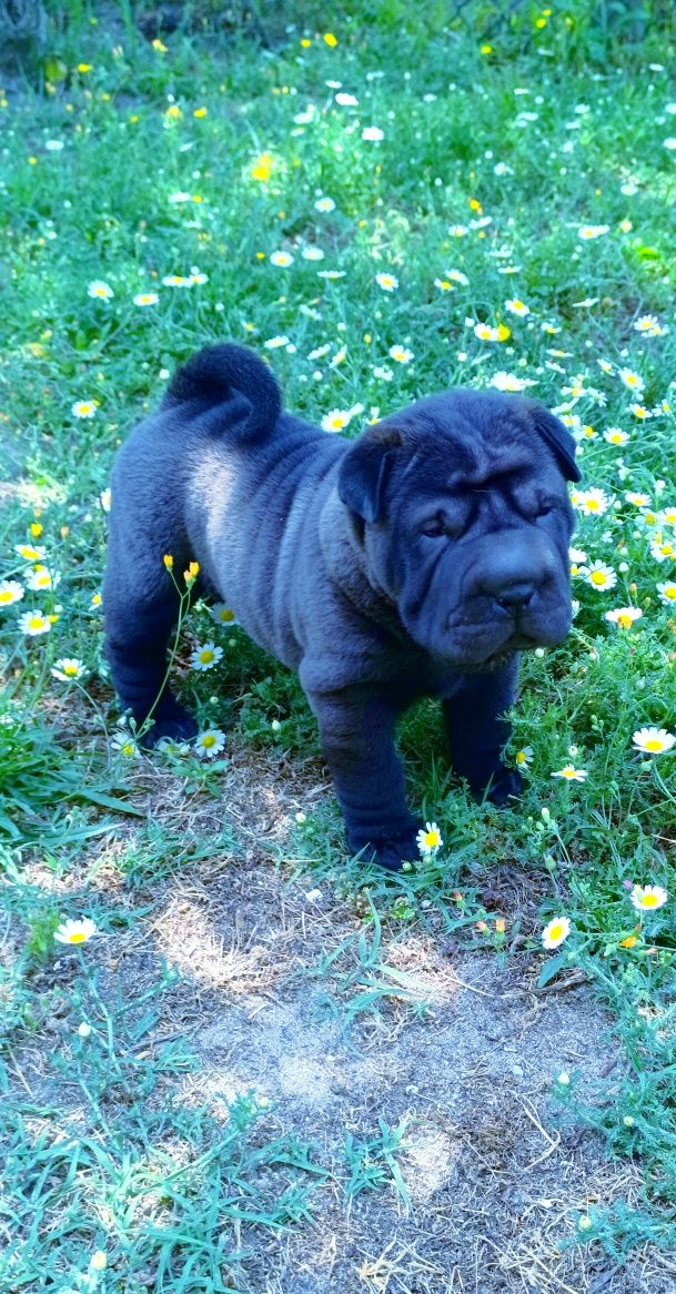 Shar pei.. bebe shar pei LOP Pedigree