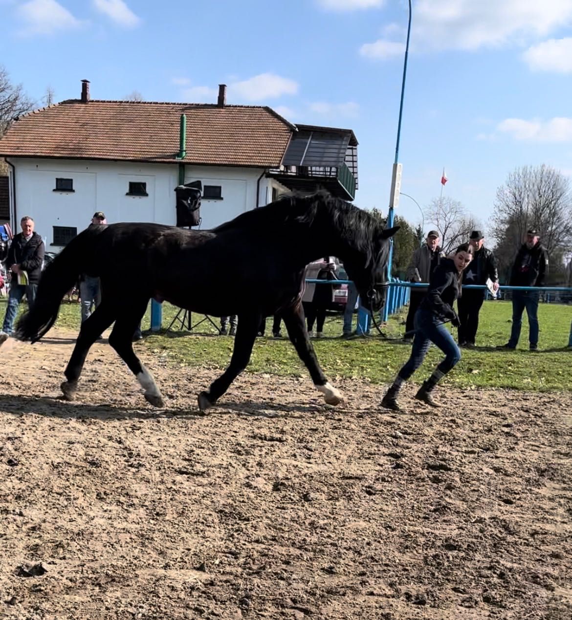 ogier śląski Cypr