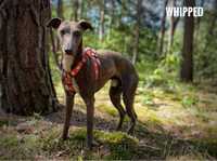 Whippet, pies 3 letni, Lilek do adopcji