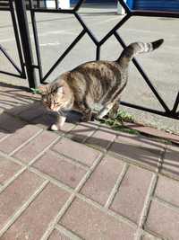 Котик виживає на вулиці (((