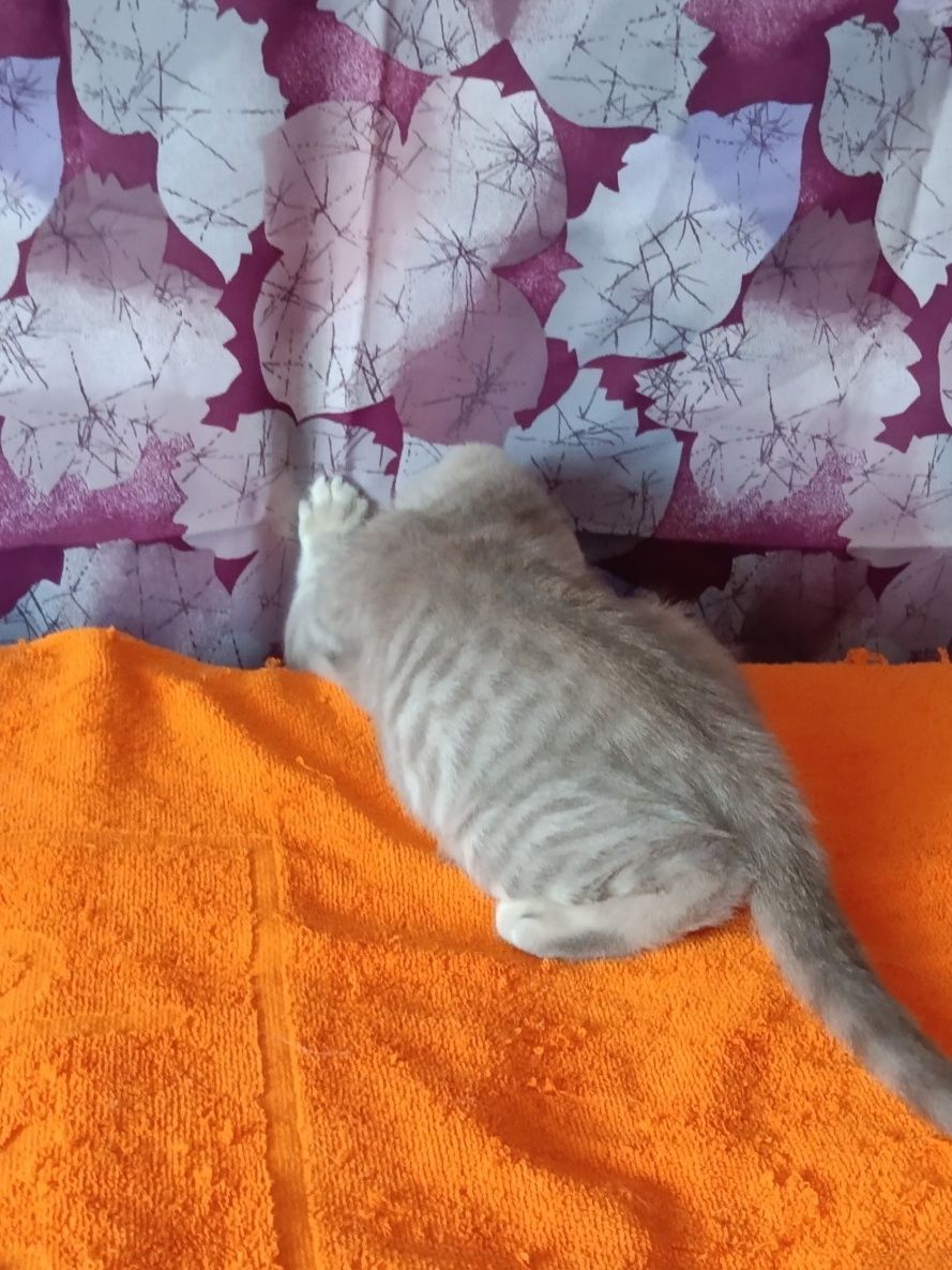 Шикарний котик чекає мамочку