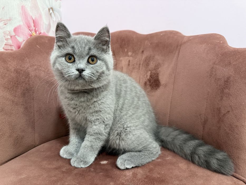 Kot Brytyjski rodowód FPL