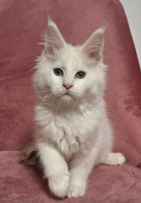 Maine Coon Kotka Van