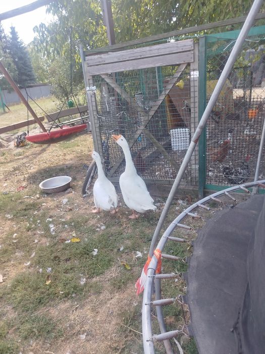 chołmogorskich gesi