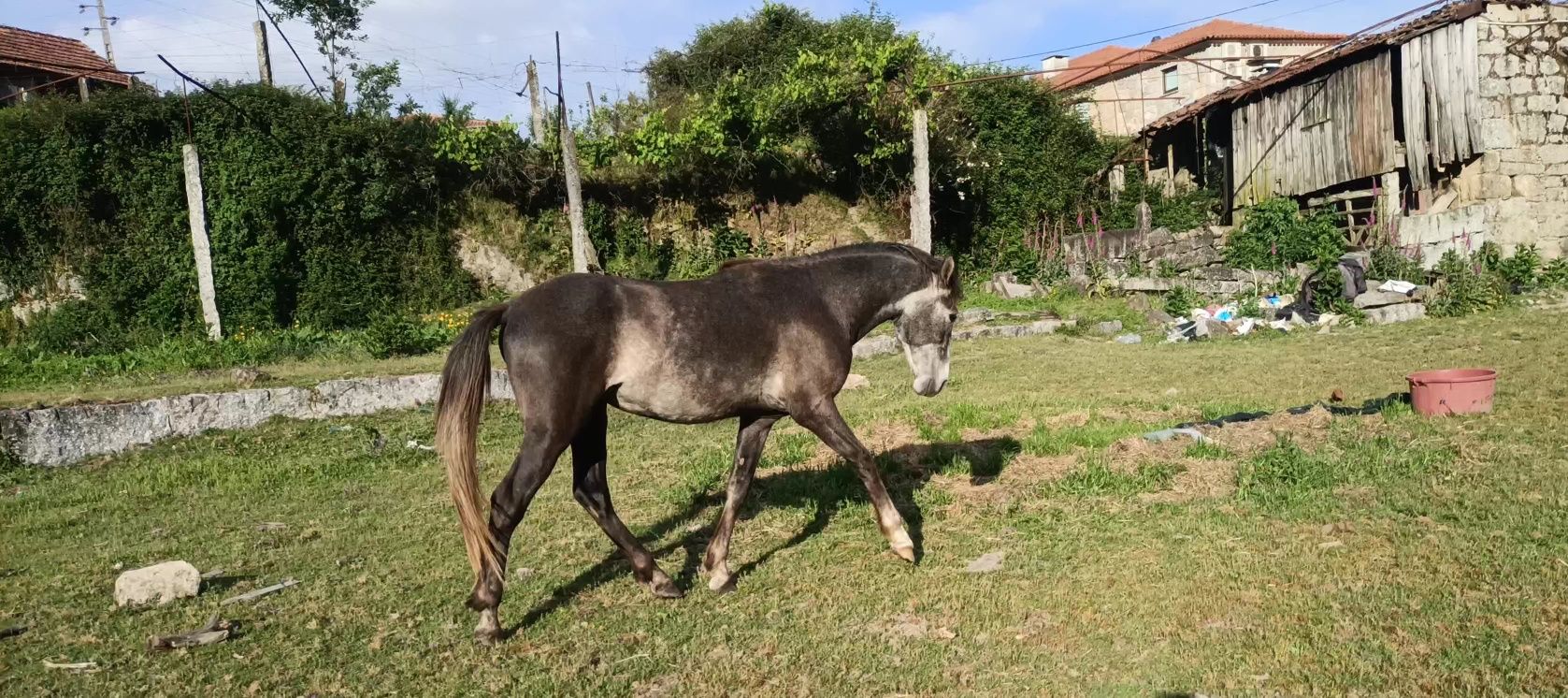 Vendo poldro lusitano