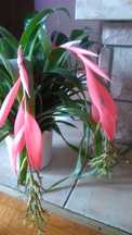 Roślina doniczkowa Bilbergia - Bromeliowate