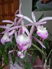 Катлея    орхідея