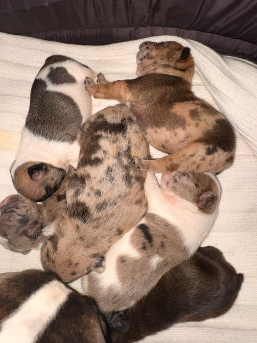 Шенки французского бульдога